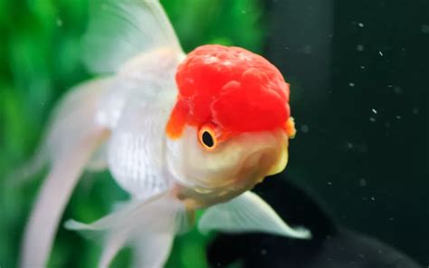 金魚水溫太高|適合金魚的水溫(Water temperature suitable for goldfish)